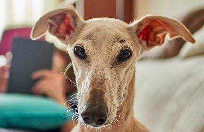 greyhound bone cancer