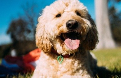 Dogs could be an important sentinel species for the long-term health effects of environmental chemicals, research shows.