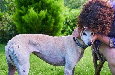 saving spanish greyhounds