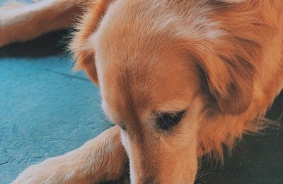 Inflammatory Bowel Disease in dogs