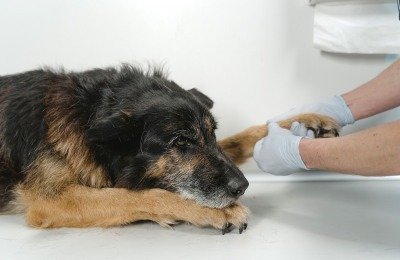 mistrust of veterinarians among dog owners
