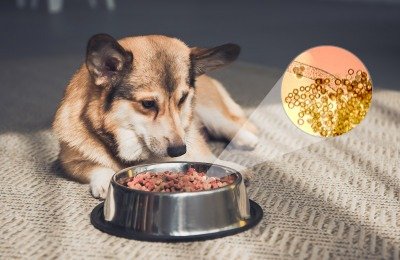 aflatoxin in dog food