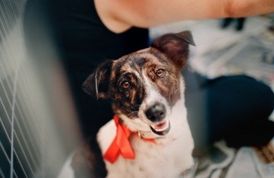 dog waiting for adoption. Tips to write better pet adoption ads.