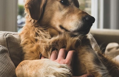 Easing Anxiety for Our Dogs