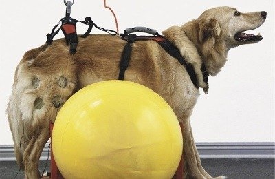First we supported the dog in a standing position over a balance ball and used an electrical muscle stimulation device