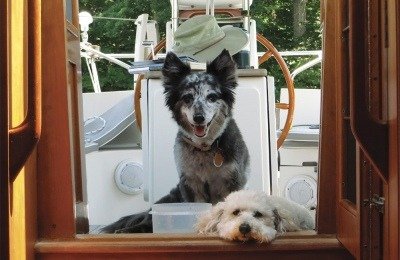 sailing with dogs