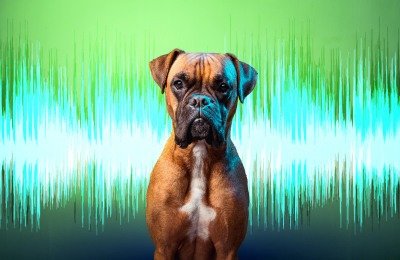 noise anxiety in dogs