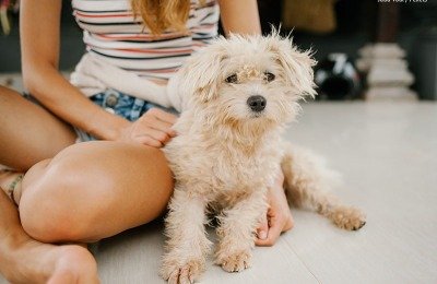 Shelter dog adoption