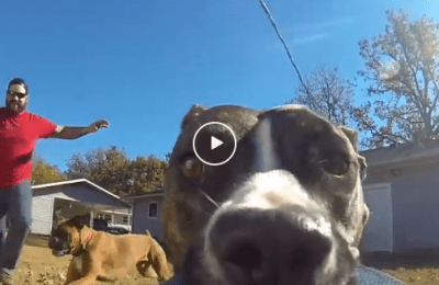 dog steals gopro video zoomies