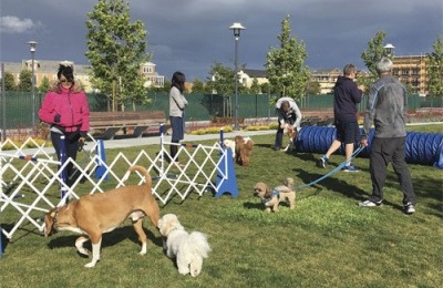 Building community: At Bay Meadows in San Mateo, Calif., a popular agility course, and Halloween social.