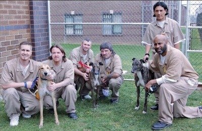 Greyhound Foster and Training Prison Program
