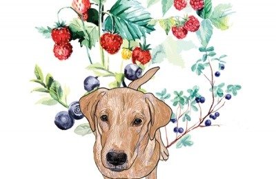 Labrador retriever and berries