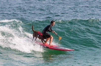 Surfboarding with dogs in Brazil