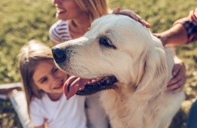 Labrador Detection Dog - Diabetes