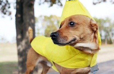 dog costume restriction