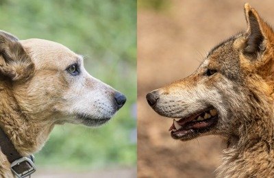 Comparison of Dogs and Wolves