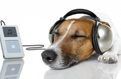 Listening to Music Makes Dogs Happy - Deezer Streaming Service