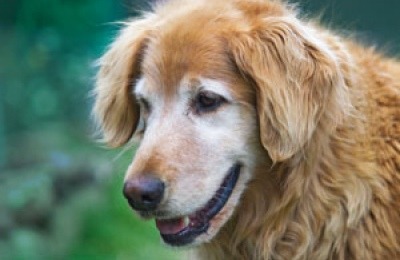 Holistic Approach to Cancer in Dogs