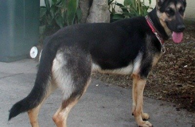 german shepherd dog foster breed rescue help shelter adoption fee