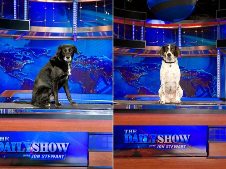 The Daily Show Preview [Slideshow] | The Bark