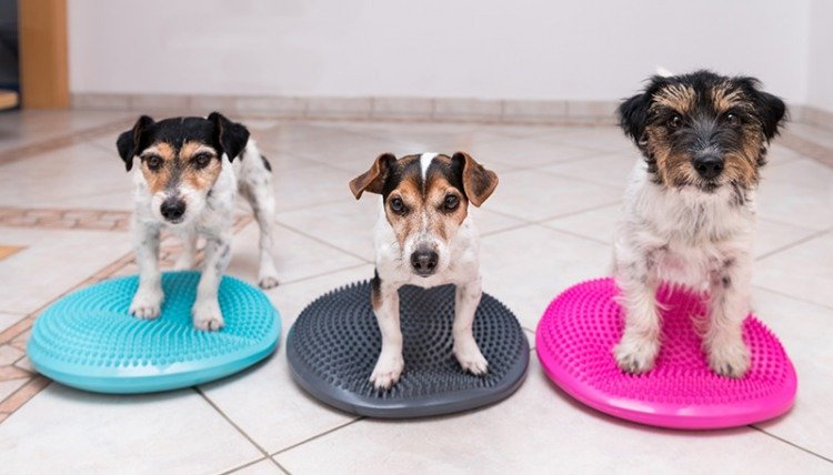 Dogs in training standing on pads.