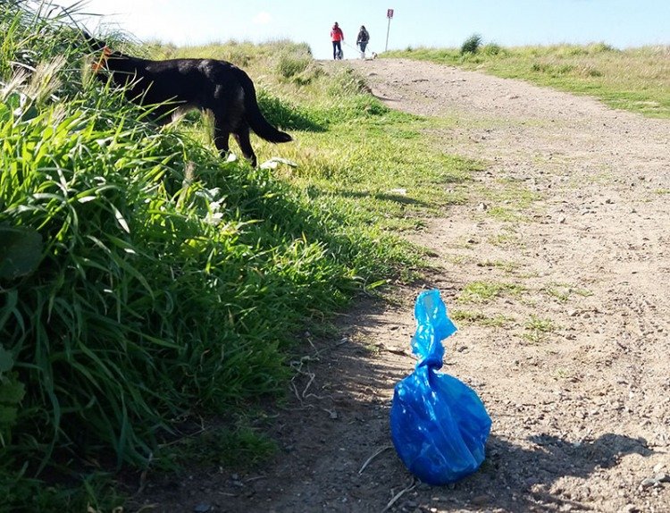 dog poop bags on trail
