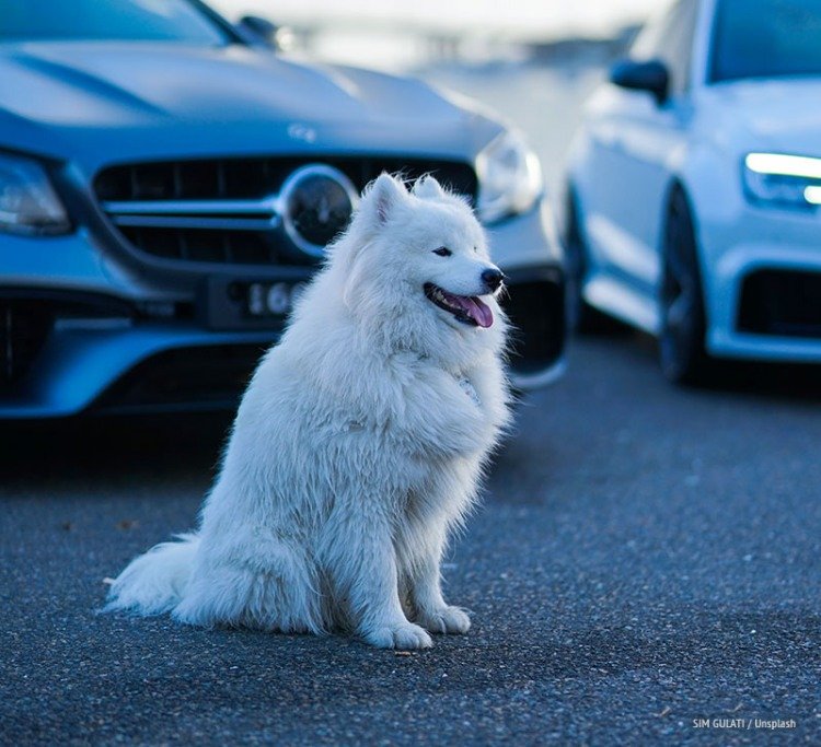 dogs and smart cars
