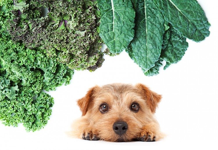 Can Dogs Eat Kale? Curly leaf, Russian and Tucson kale.