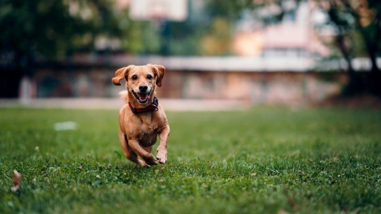 dog gps trackers for small dogs