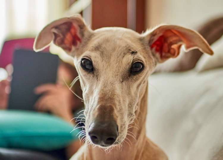 greyhound bone cancer