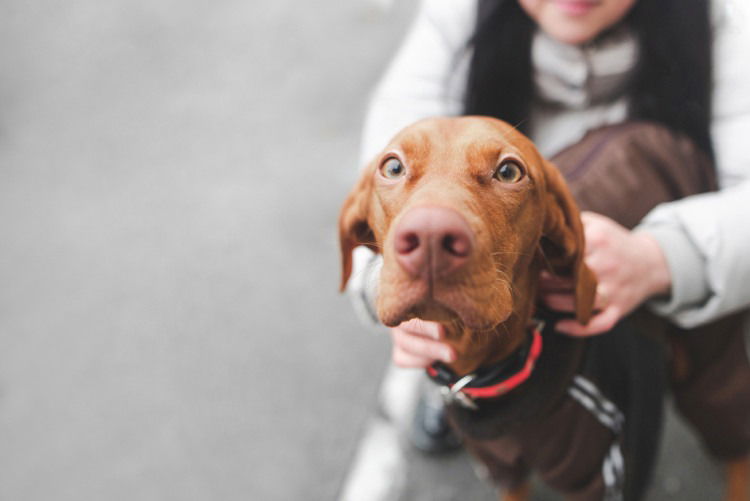 dog with hookworms