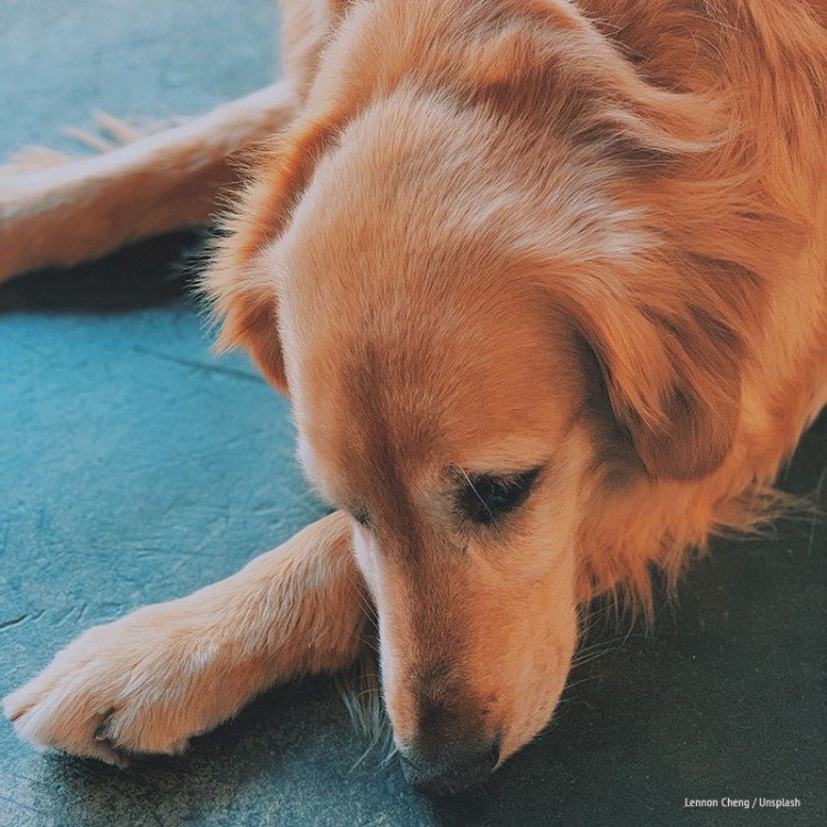 Inflammatory Bowel Disease in dogs