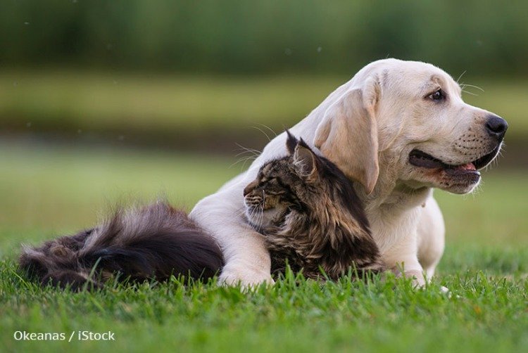 A dog and a cat snuggle up together, and are best friends.