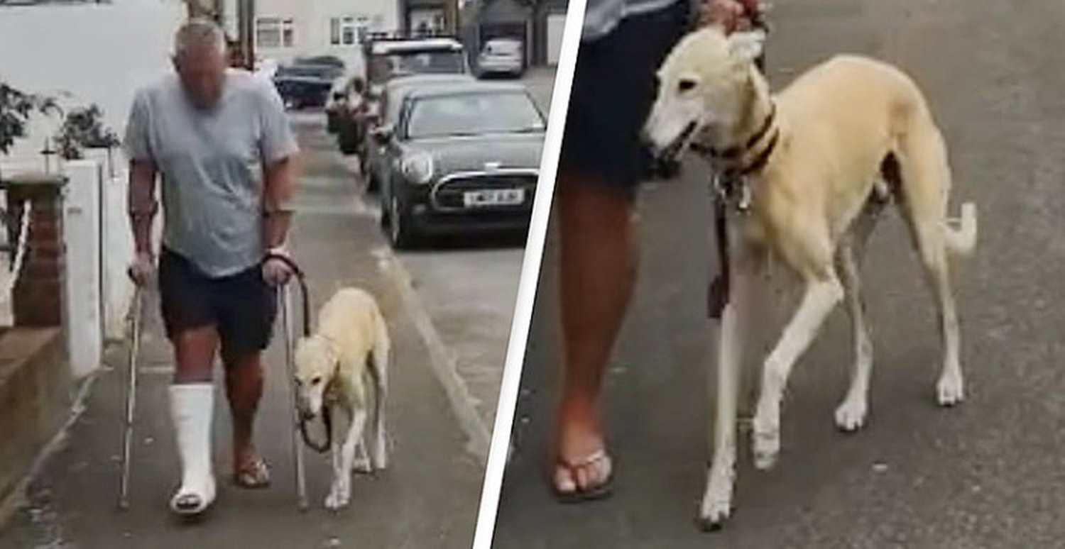 Limping Dog imitates owner