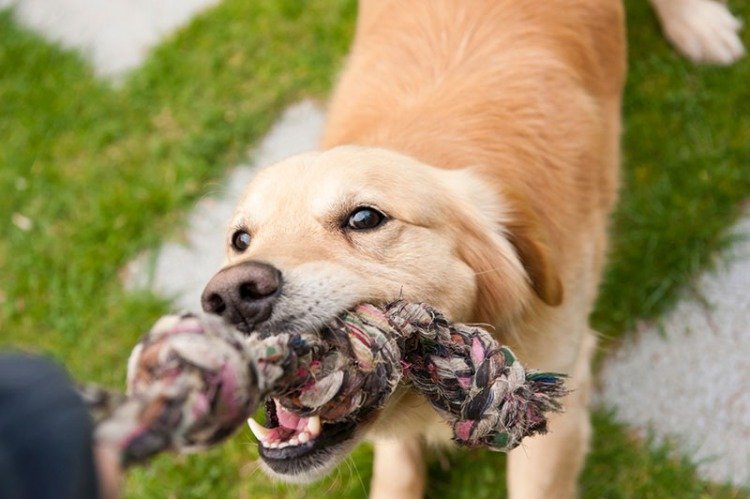 Playing Tug With Dogs Is a Good Thing