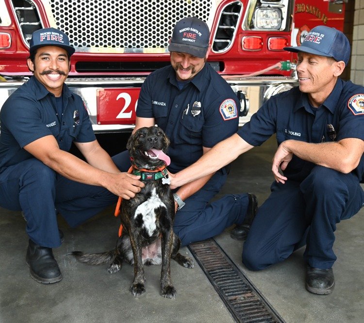 pet fire safety day