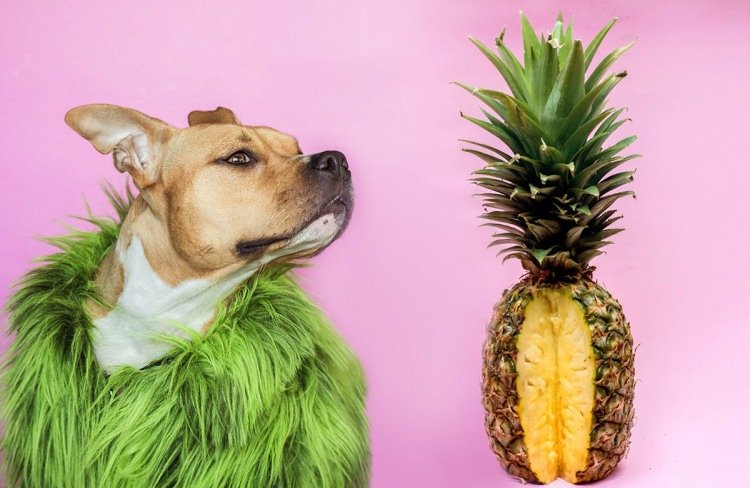pineapples are safe for dogs