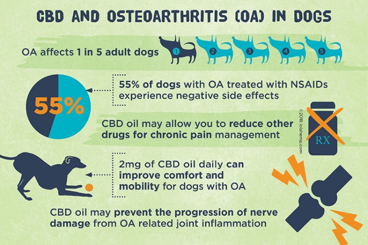educational, gives information about cbd for dogs with arthritis
