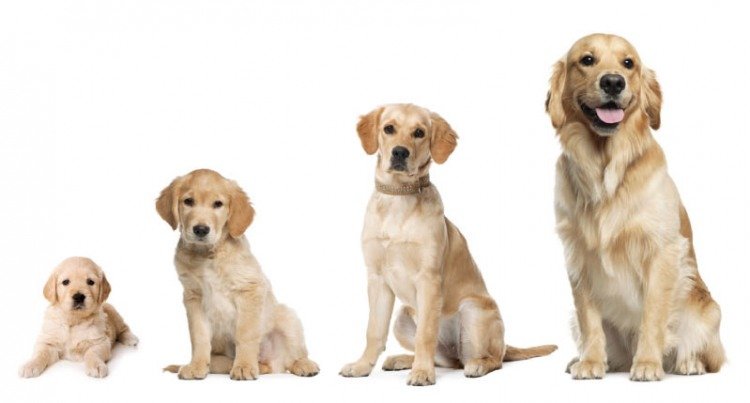 Large Scale Cancer Study Of Golden Retrievers Holds Hope For All Dogs The Bark