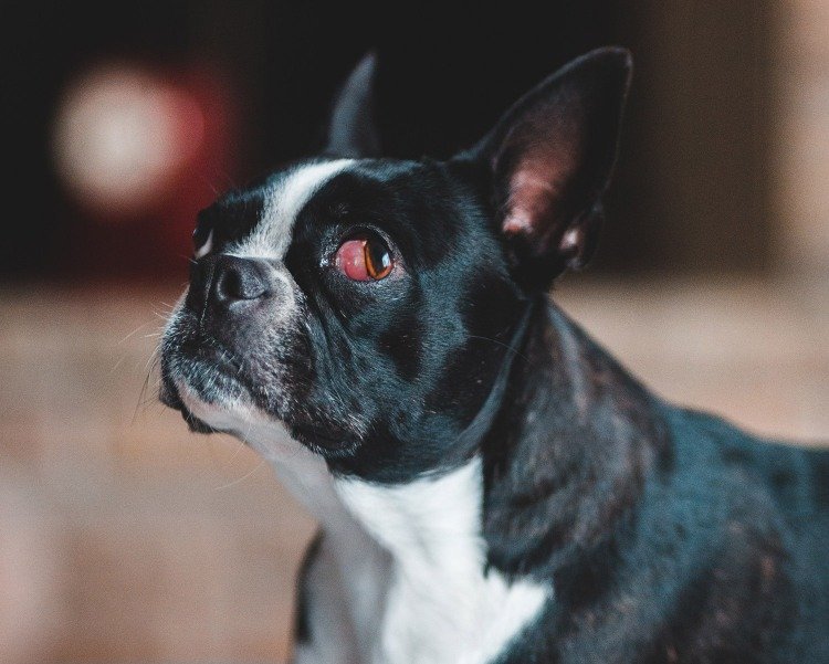 Cherry Eye In Dogs Should I Be Concerned? The Bark