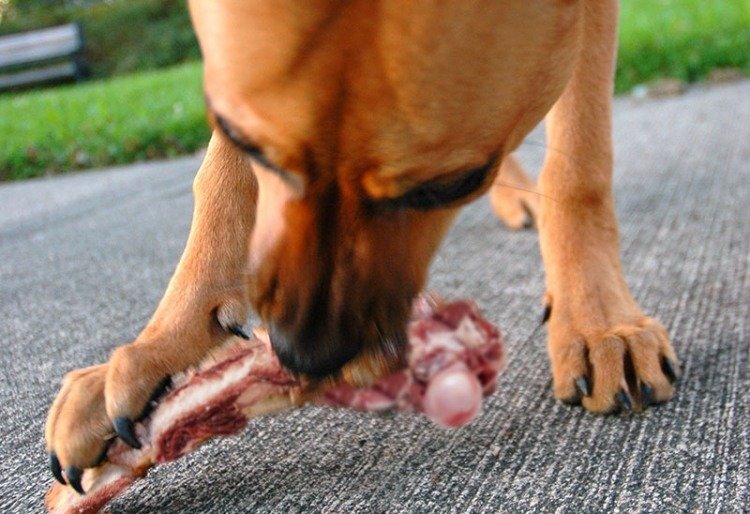raw meaty bones for dogs