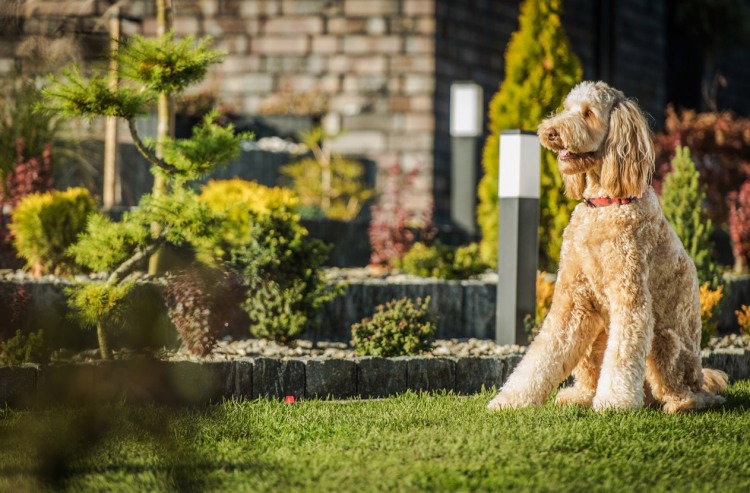 Dog Friendly Backyard Ideas The Bark