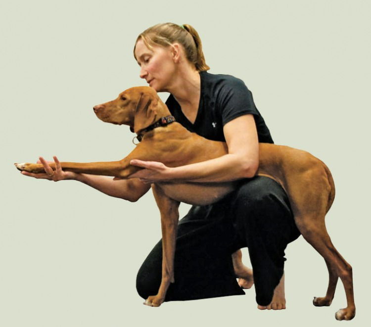 doga - yoga for dogs