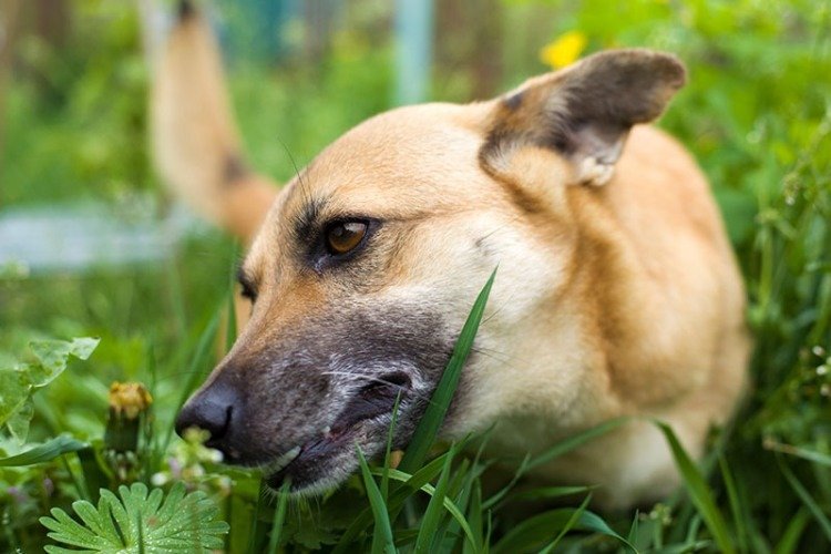dog eats grass all the time