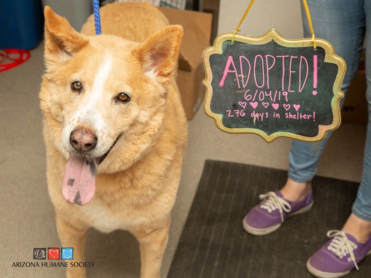 After 276 Days at a Shelter, A Dog Name Gus Finds A Home | The Bark