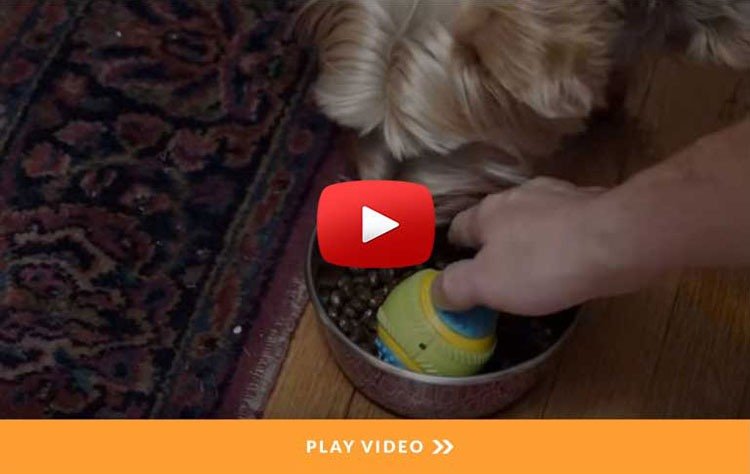 ultimate pet nutrition video