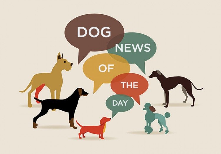 dog news of the day