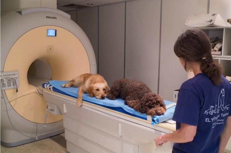Dogs Understand Our Words - Study with MRI