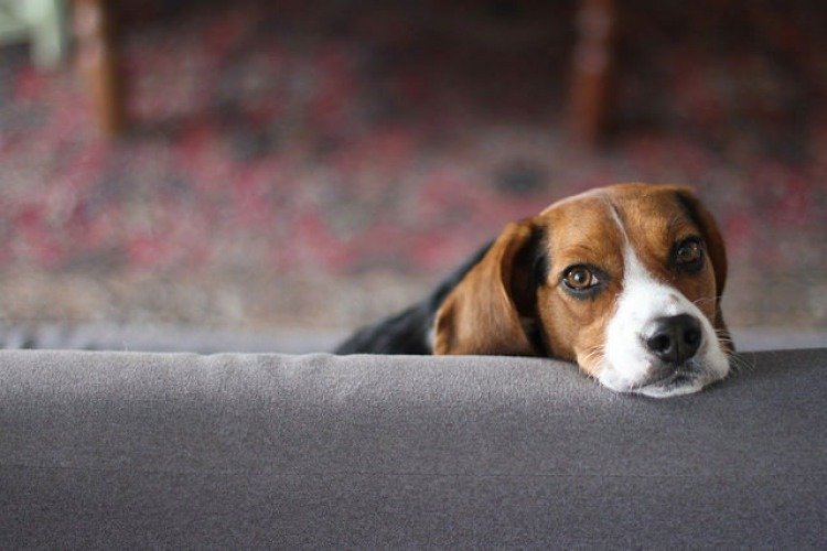 Beagle: Free to Good Home | The Bark