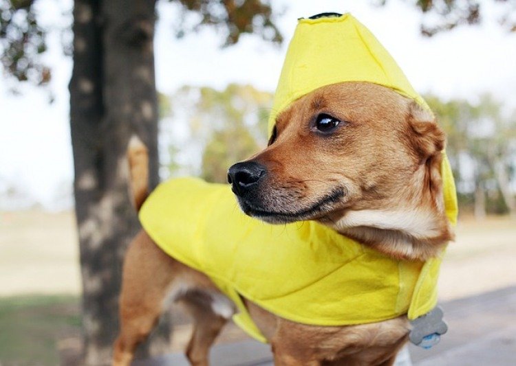 dog costume restriction